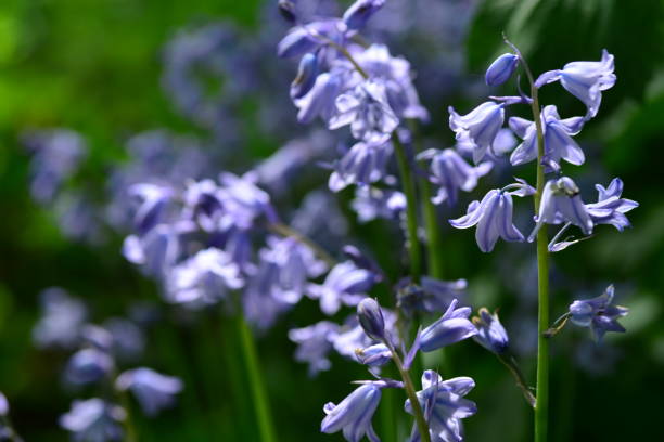 Bluebell’s, Jersey, U.K. Spring wildflowers in sunlight. bluebell photos stock pictures, royalty-free photos & images
