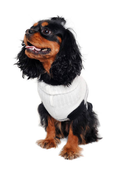 istock Happy Cavalier King Charles Spaniel dog 1392127383