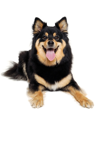 Happy Finnish Lapphund dog resting. Isolated on a white background