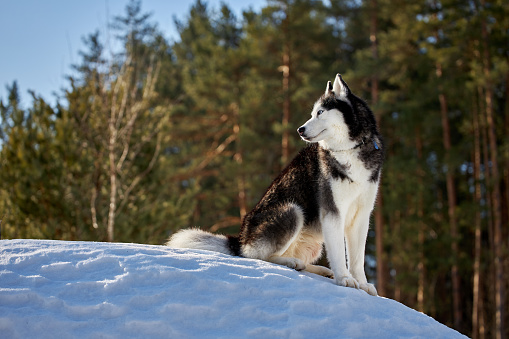 The husky dog sits in the snow in the rays of the morning rising sun in the winter forest. The husky dog looks at the sunrise.