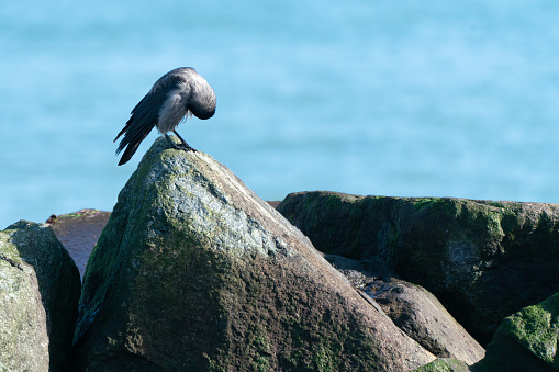 Western jackdaw, Coloeus monedula, sittin on a boulder with blue sea in the back on a sunny day of winter. Island of Dune in the North Sea, Germany. Wildlife of the north