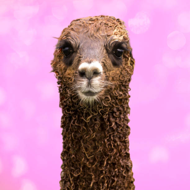 istock Cute alpaca baby on pink background. 1392128486
