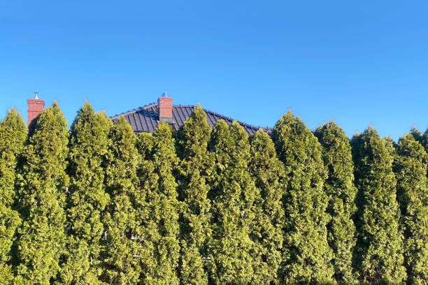 istock Evergreen arborvitae, planted in a row, form a dense natural wall. Landscape design with trees 1392128577