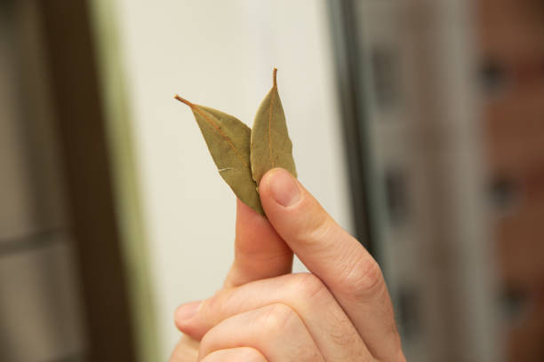 Male cook hand holds dry bay leafs Male cook hand holds dry bay leafs, used for seasoning, against the background of kitchen wall. Horizontal photo, close-up. bay leaf stock pictures, royalty-free photos & images