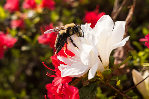 Large Bumblebee on an Azalea Bloom in the Springtime