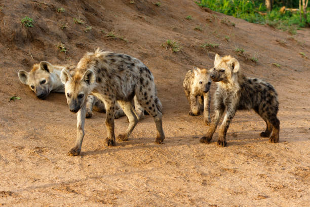 istock Spotted Hyena pup in Sabi Sands 1392130581