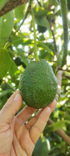 istock Hand holding an avocado hanging from an avocado tree. 1392130726