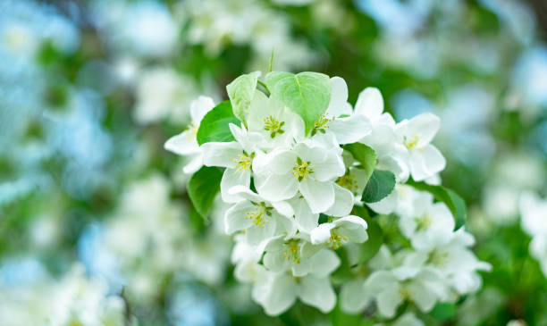 istock Apple tree branch with white flowers close-up. Spring, welcome. Selective focus, bokeh 1392133423