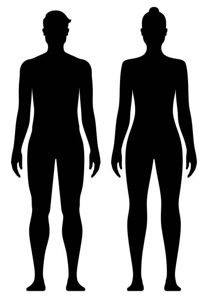 ilustrações, clipart, desenhos animados e ícones de homem e mulher com corpo atlético. - the human body body women naked