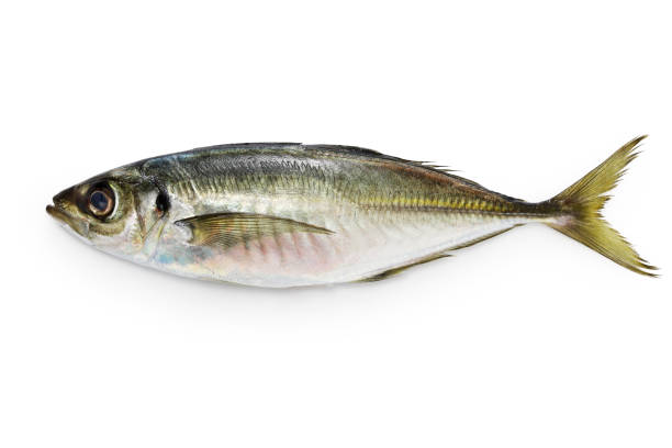 istock Japanese horse mackerel 1392134590