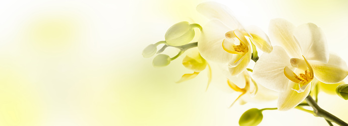 closeup of a beautiful white orchid flower on abstract yellow background with copy space, floral concept for spirit of purity and elegance in nature for greeting card