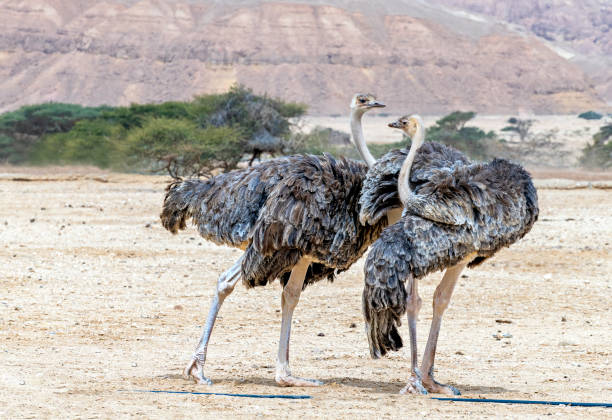 아프리카 타조의 어린 새들 (struthio camelus) - negev middle east desert 뉴스 사진 이미지