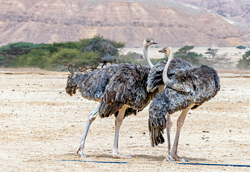 Young birds of African ostrich (Struthio camelus) in desert nature reserve, Middle East