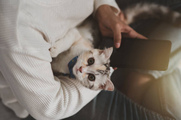 istock Focus on the kitten playing on the laptop computer. 1392137265