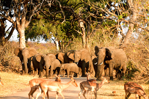Kruger National Park, South Africa.