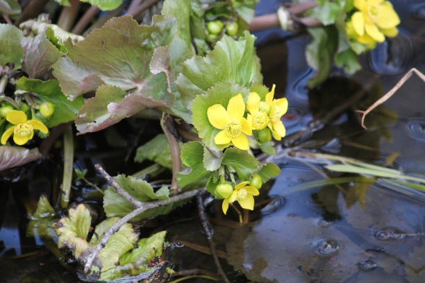 istock Flowering marsh-marigold (Caltha palustris) plant in wild. April, Belarus 1392138125