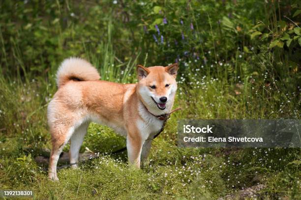 Young Shiba Inu Dog Standing On A Background Of Green Grass In The Summer Sun Stock Photo - Download Image Now
