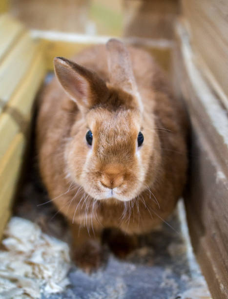 istock The red rabbit sits in a wooden box in a zoo. 1392138317