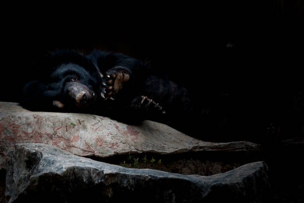 медведь спит на камне - cave bear стоковые фото и изображения