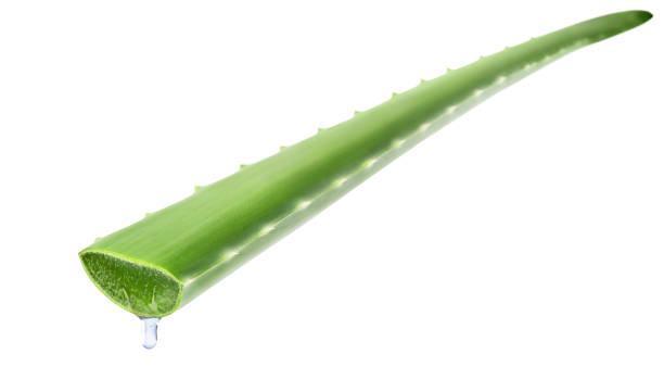 istock Aloe vera leaf with juice drop isolated over white background. 1392139350