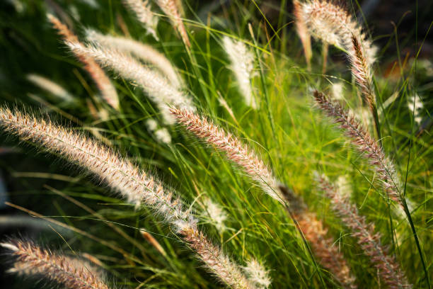 istock Imperata cylindrica Beauv 1392139436