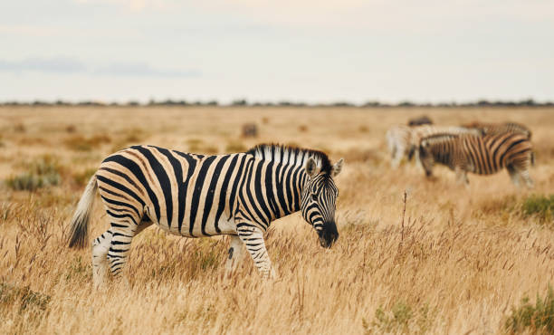 istock Side view. Zebra in the wildlife at daytime 1392139446