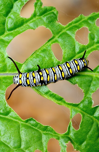 Caterpillar on bitten leaf - animal behavior.