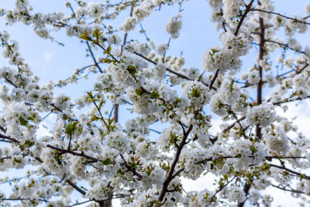 istock White flowers of the cherry blossoms on a spring day 1392139673