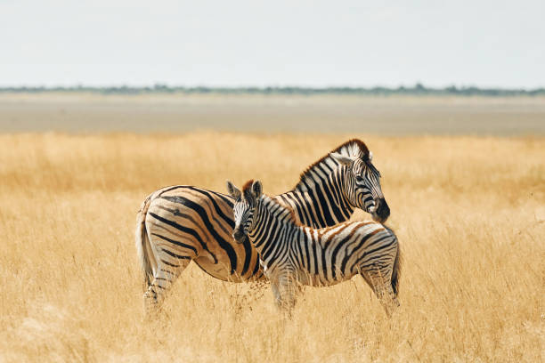Mammals is in the field. Zebras in the wildlife at daytime.