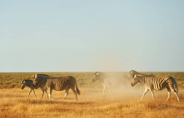 istock Zebras in the wildlife at daytime 1392139787