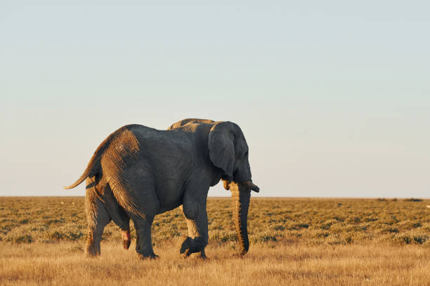 istock Elephant is in the wildlife at daytime 1392140348