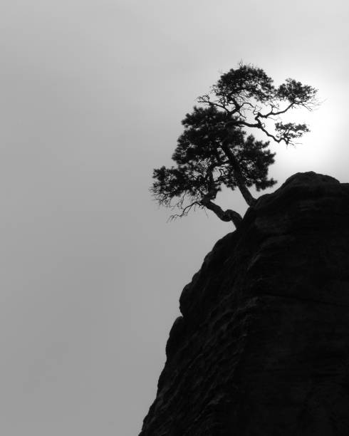 istock Pine silhouette of a tree on a rock white and black sun behind the tree 1392140406