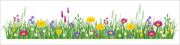 granica kwiatów i trawy - lace frame stock illustrations
