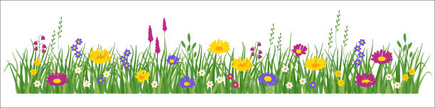 ilustrações, clipart, desenhos animados e ícones de flores e grama - spring flower backgrounds field