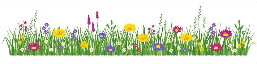 Flowers and grass border, yellow and white chamomile and delicate pink meadow flowers and green grass, vector illustration, card decoration element