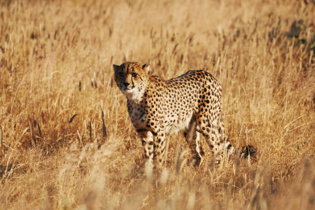 istock Cheetah is outdoors in the wildlife 1392140688