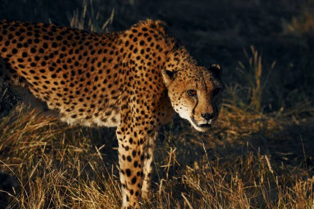 istock Close up view. Cheetah is outdoors in the wildlife 1392140694