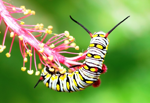 Caterpillar crawling on Red Hibiscus flower pollen - animal behavior.