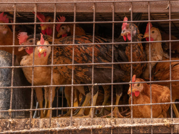 istock Red chickens in a dirty cage behind an iron grate. 1392140851