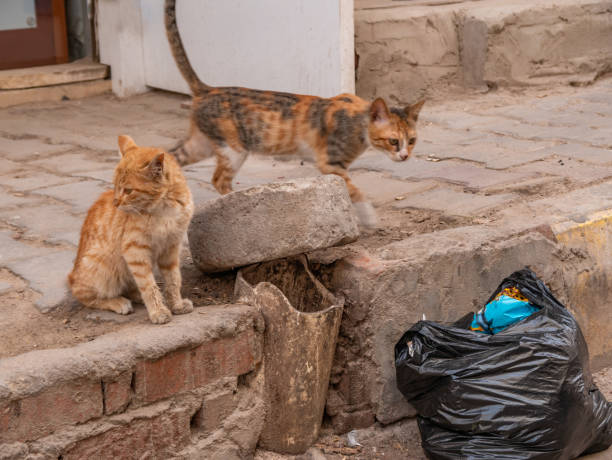 istock Two homeless ginger kittens on a dirty city sidewalk. 1392140863