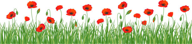 Poppy flowers Red poppy flowers, poppies on green meadow, seamless horizontal border oriental poppy stock illustrations