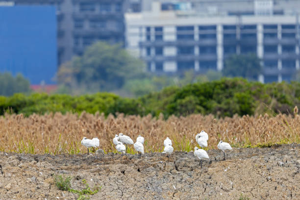 연못 가장자리에 자리 잡은 검은 얼굴 스푼빌 (플라탈리아 미성년자) - black faced spoonbill 뉴스 사진 이미지