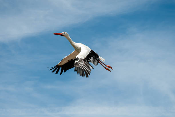 istock White Stork (Ciconia ciconia) flying with wings spread on blue sky background. 1392141388