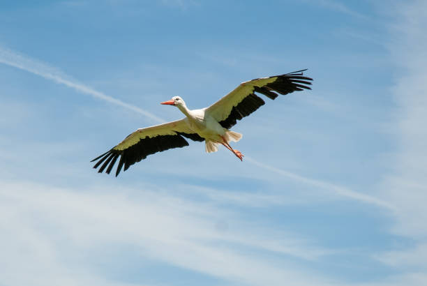 istock White Stork (Ciconia ciconia) flying with wings spread on blue sky background. 1392141933