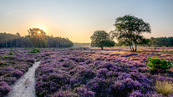 Una hermosa vista panorámica de un amanecer con un campo púrpura de brezales en flor y árboles con un camino en el Westerheide durante el amanecer, Hilversum, Países Bajos, Holanda, foto de archivo photo