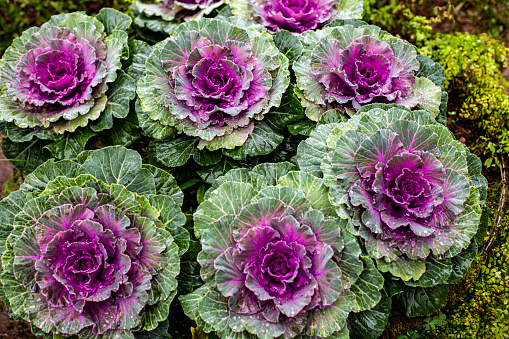 Group of Cabbage ornamental in park
