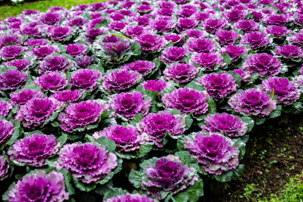 istock Group of Cabbage ornamental in park 1392144260