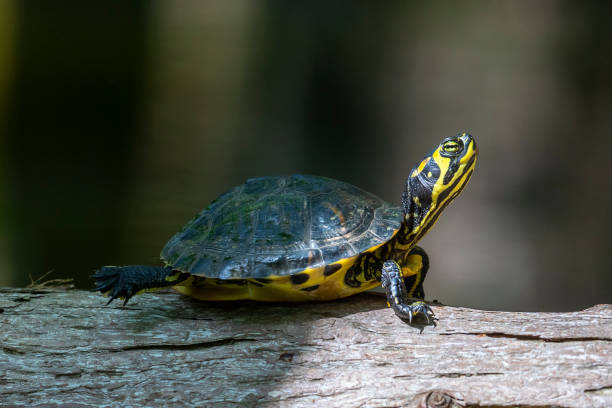istock Juvenile Yellow Bellied Sliders 1392144300