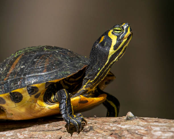 istock Juvenile Yellow Bellied Sliders 1392144305