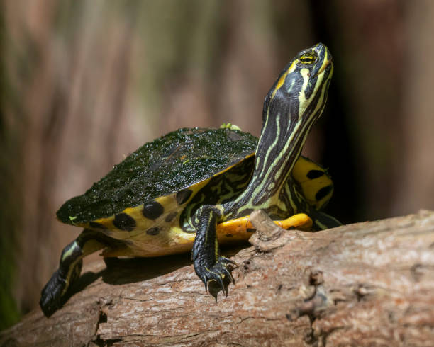 istock Juvenile Yellow Bellied Sliders 1392144365